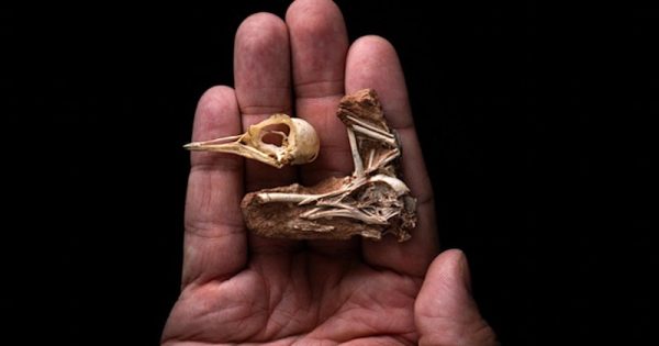 fossil-brasileiro-da-era-dos-dinossauros-ajuda-a-esclarecer-evolucao-da-inteligencia-das-aves-foto-stephanie-Abramowicz-dinossaur-institute0