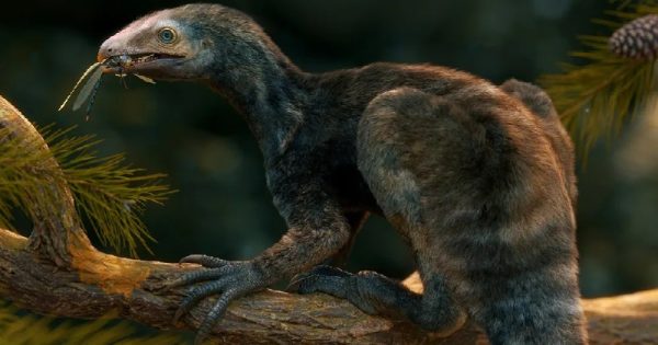 fossil-reptil-conexao-planeta