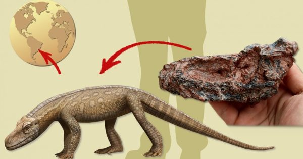 fossil-reptil-rio-grande-do-sul-conexao-planeta