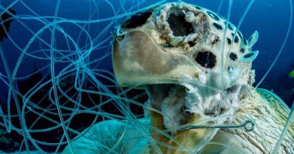 fotografos-mundo-inteiro-reunem-alerta-animais-extincao-webdoor-conexao-planeta