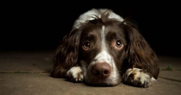 franca-aprova-lei-contra-maus-tratos-aos-animais-cachorro-foto-Alex-Matravers-Photopin