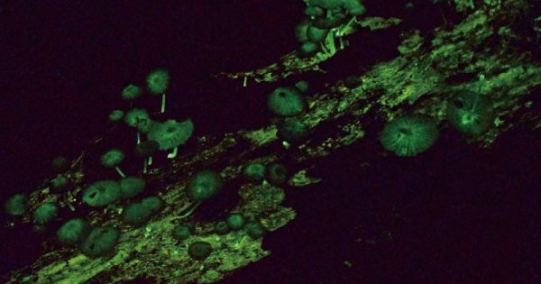 fungos-bioluminescentes-amazonia-4-conexao-planeta