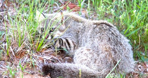 gato-palheiro-pampeano-foto-luisa-de-simoni-icmbio