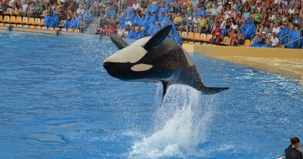 Gigante do turismo para de vender pacotes para parques com orca