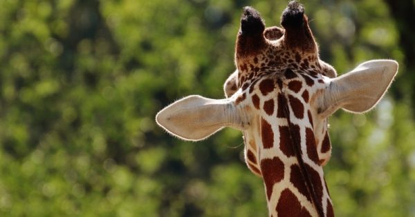 girafa-entra-para-lista-vermelha-de-animais-em-risco-de-extincao-foto-alexas-dominio-publico-pixabay-conexao-planeta