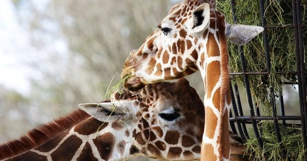 girafas-bioparque-2-conexao-planeta