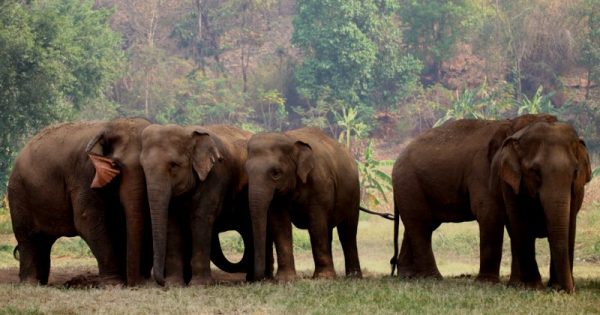 global_sanctuary_for_elephants-divulgacao