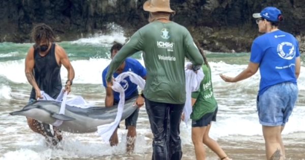 golfinho-encalha-e-e-salvo-por-moradores-e-pesquisadores-em-fernando-de-noronha-foto-bruna-roveri-icmbio4
