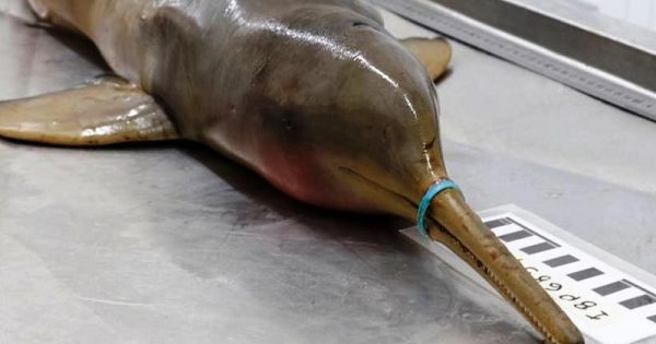 golfinho-encontrado-morto-litoral-sp-tinha-lacre-plastico-rostro-abre-conexao-planeta