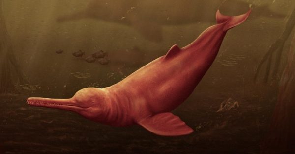 golfinho-gigante-amazonia-jaime-bran-conexao-planeta