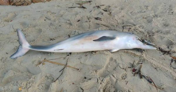 Golfinho morre por causa de tira de sandália presa em focinho