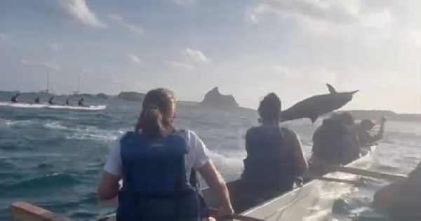 golfinho-rotador-canoa-noronha-conexao-planeta