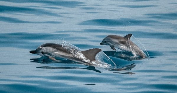 golfinhos-bronx-nova-york-conexao-planeta
