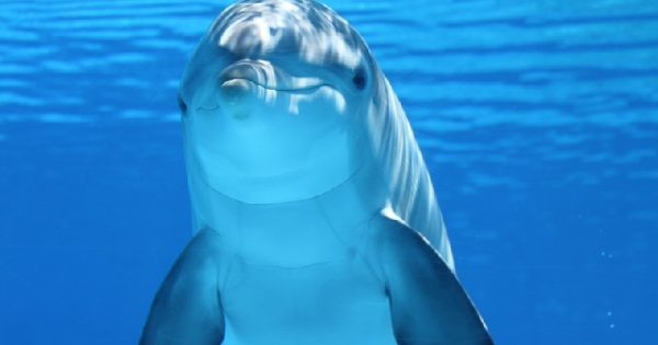 golfinhos-desenvolvendo-resistencia-antibioticos-conexao-planeta