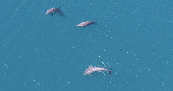 golfinhos-liberdade-indonesia-conexao-planeta