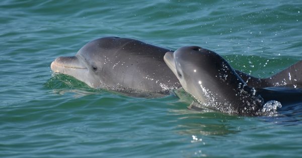 golfinhos-linguagem-mae-filhote-conexao-planeta