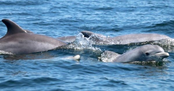 golfinhos-voltam-nadar-reproduzir-rio-simbolo-eua-conexao-planeta
