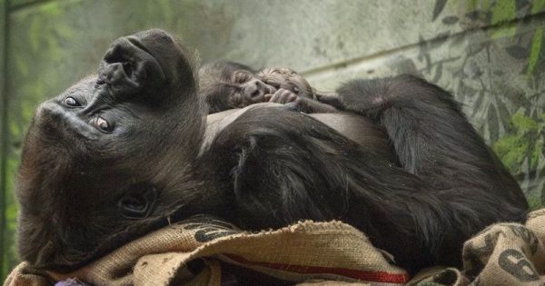 gorila-das-planicies-ocidentais-ameacado-de-extincao-nasce-no-zoologico-de-londres-foto-london-zoo0