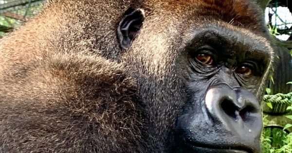 gorila-joshi-reintroducao-vida-selvagem-4-conexao-planeta