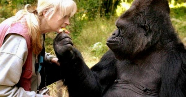 gorila-koko-linguagem-de-sinais-morre-na-california-foto-gorilla-foundation
