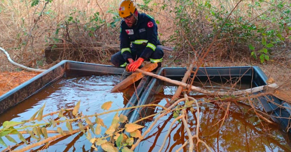 grad-brasil-pantanal-pontos-de-dessedentacao-preparo-do-cocho-foto-acervo-gradbrasil-2.jpg