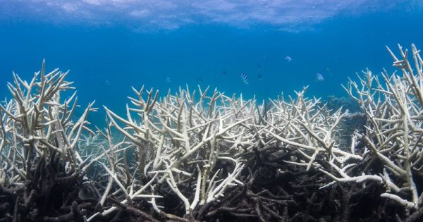 grande-barreira-corais-branqueamento-conexao-planeta
