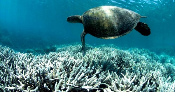grande-barreira-corais-quase-extinta-outras-eras-diz-estudo-foto-ocean-agency