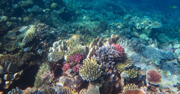 grande-barreira-corais-recorde-cobertura-3-conexao-planeta