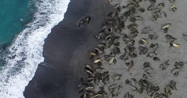 gripe-aviaria-morte-elefantes-marinhos-georgia-sul-connor-bamford-bas-abre-conexao-planeta