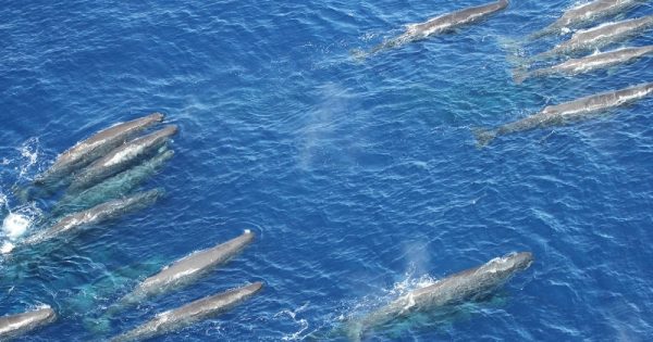 Grupo de 40 baleias cachalote é flagrado em registro raríssimo no litoral de São Paulo