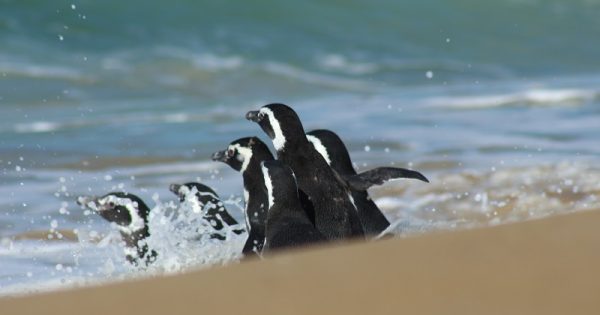 grupo-pinguins-soltura-conexao-planeta