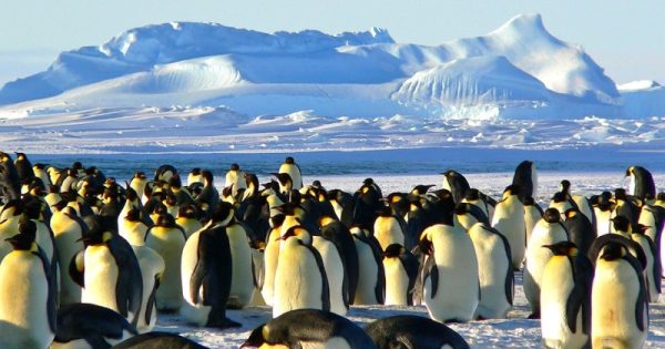 happy feet vai dançar: emperadores pinguins ameaçados