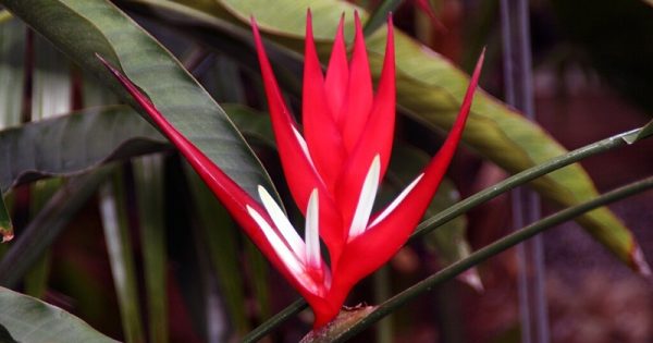 heliconia-ameaca-extincao-david-stang-conexao-planeta