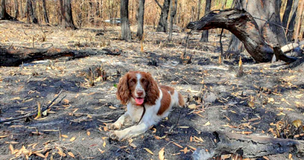 herois-peludos-de-quatro-patas-sao-vitais-no-resgate-de-coalas-nos-incendios-florestais-da-australia1