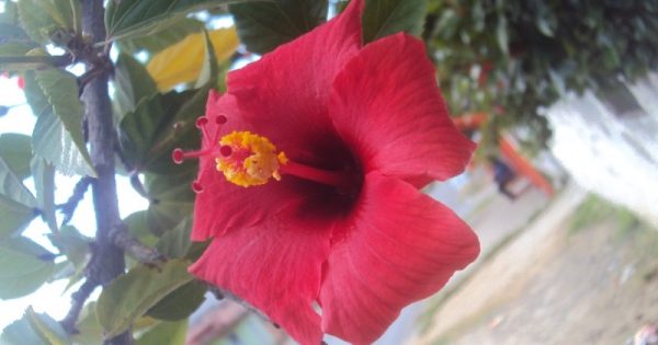 hibisco vermelho