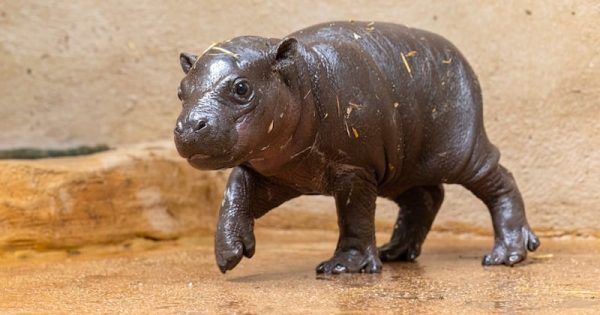 hipopotamo-pigmeu-raro-nasce-no-zoo-de-atenas-foto-parque-zoologico-attica-divulgacao
