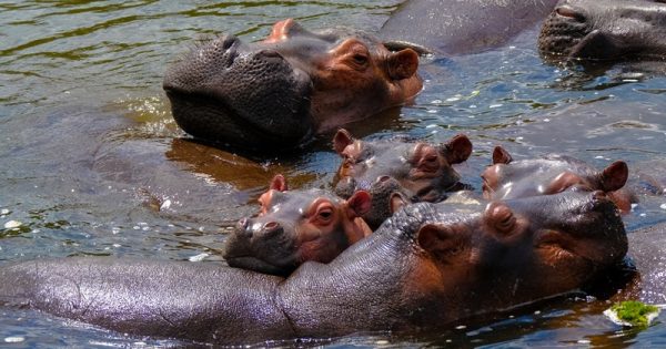 hipopotamos-escobar-conexao-planeta