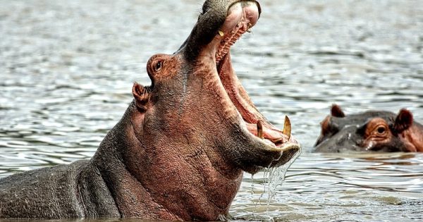hipopotamos-pablo-escobar-conexao-planeta