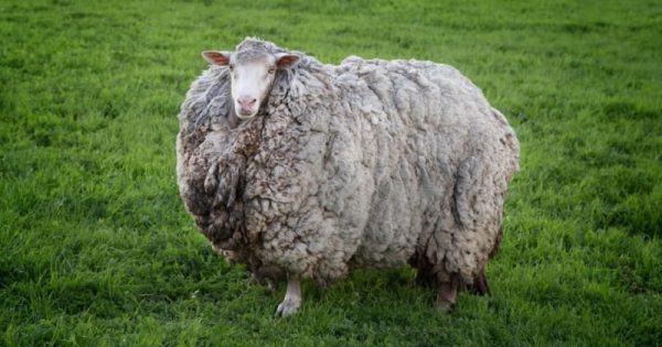 historia-inusitada-ovelha-desaparecida-sete-anos-conexao-planeta
