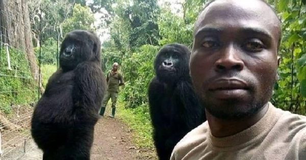 ﻿A história por trás da selfie de gorilas que viralizou nas redes sociais