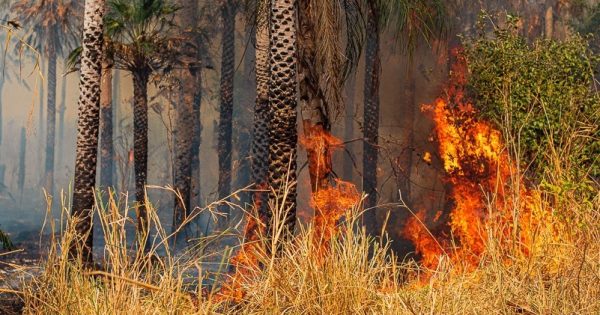 ibama-multa-incendio-pantanal-augusto-dauster-2-conexao-planeta