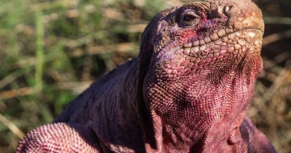 iguana-rosa-galapagos-abre-conexao-planeta