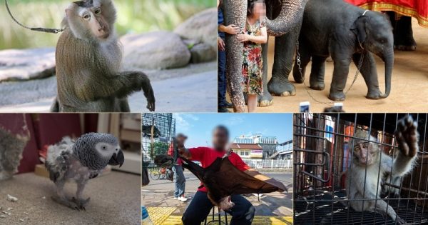 imagens-chocantes-comercio-animais-abre-conexao-planeta