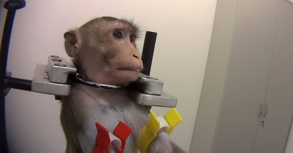 imagens-chocantes-revelam-crueldade-animais-laboratorio-alemao-conexao-planeta