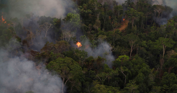 incendios-amazonia-greenpeace-3-conexao-planeta