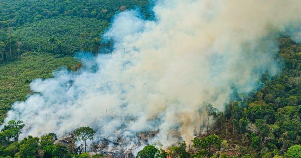 incendios-perda-florestas-primarias-brasil-ricardo-stuckert-conexao-planeta