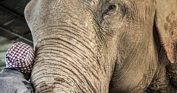 Índia inaugura primeiro hospital de elefantes do país