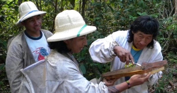 indios-apicultores-premiados-pela-ONU-abre-foto-marcelo-martins-ISA
