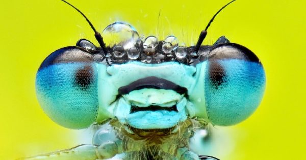 insetos-como-voce-nunca-viu-abre-conexao-planeta