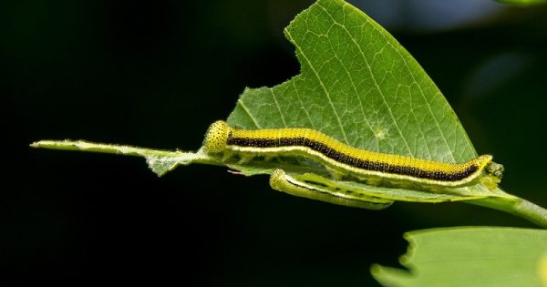 insetos-predacao-plantas-conexao-planeta